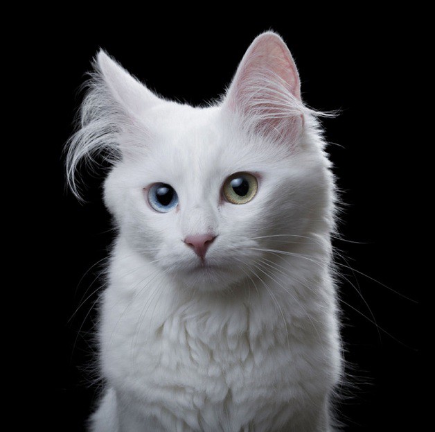 Animal Soul livro de fotos expressivas de animais domesticos 3 gato branco