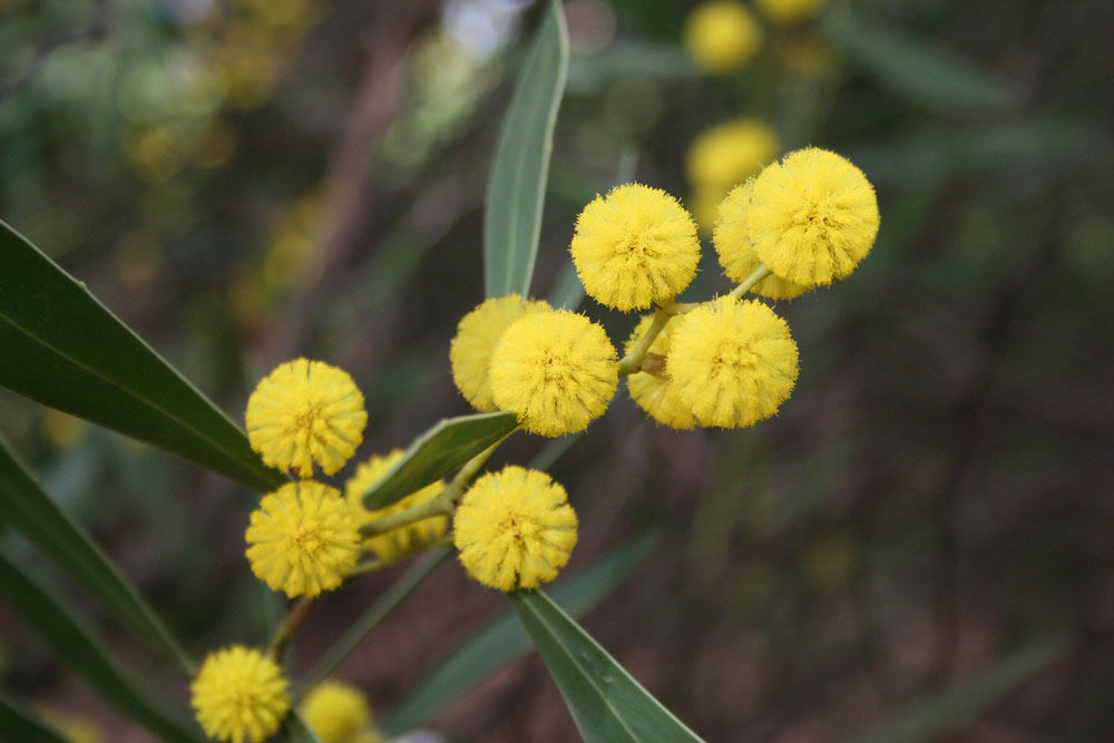 proposta-redesign-bandeira-australia-Golden Wattle-Flag-4